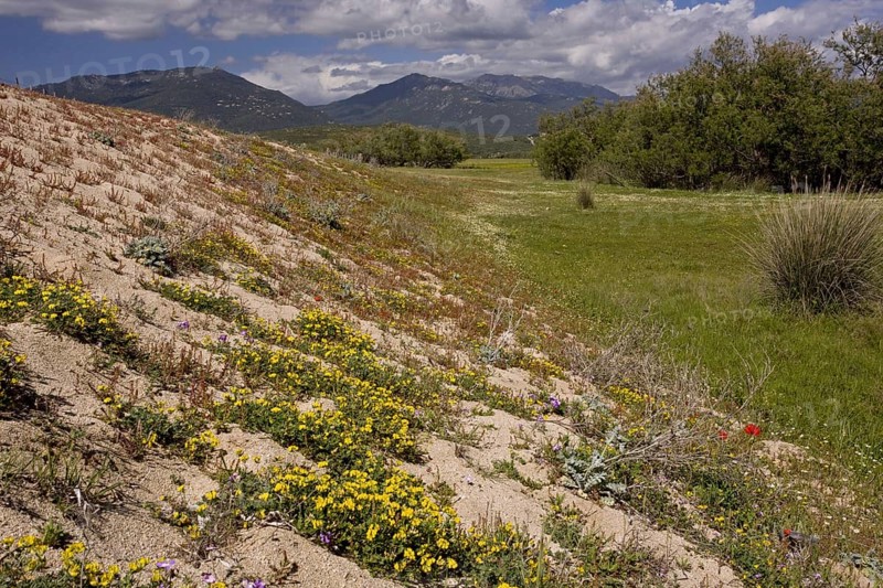 Sand dune habitat covered with wildflowers on the east coast