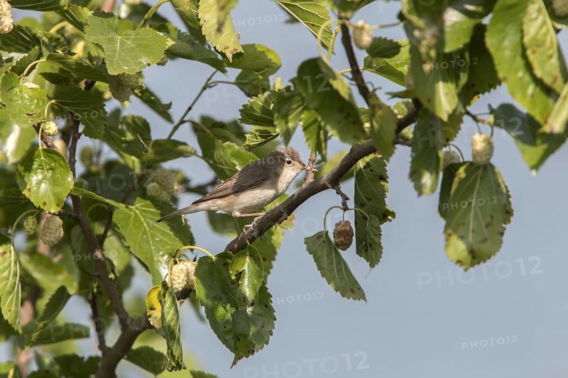 Iduna pallida