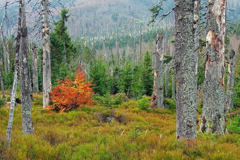Dead spruce trees infested by the European spruce bark beetle