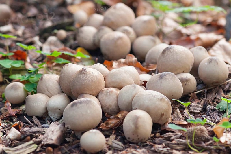 (Lycoperdon pyriforme)