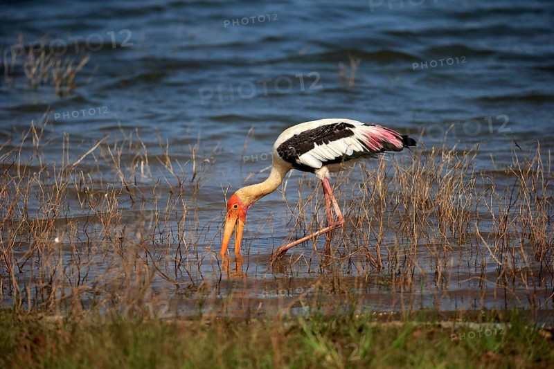 Painted stork