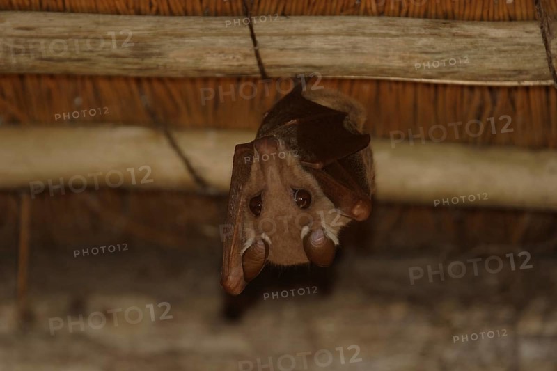 Peter's Epaulette Flying Dog