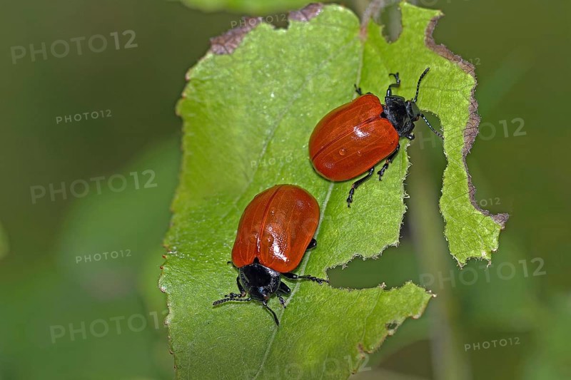 Red poplar leaf beetle