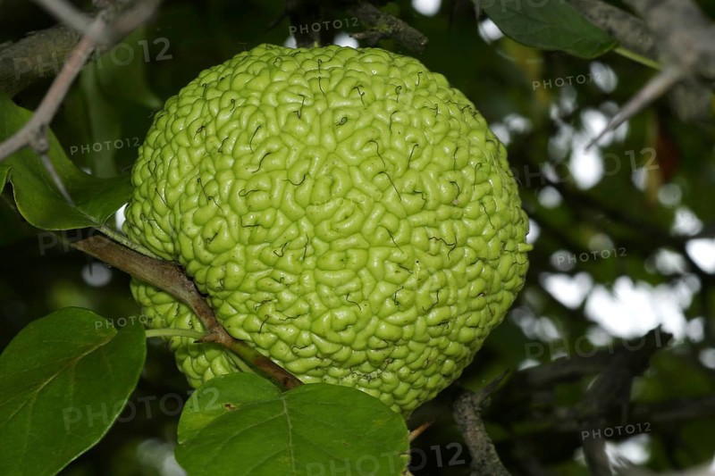 Osage Orange