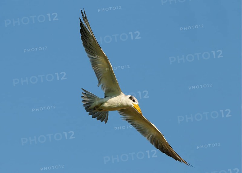 Large-billed terns