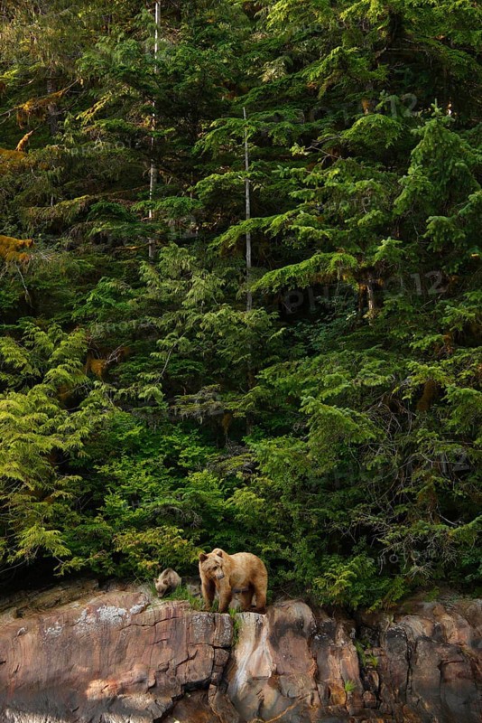 Grizzly bear