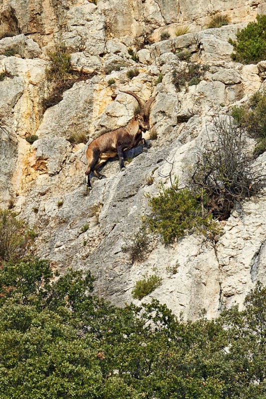 Southeastern Spanish Ibex