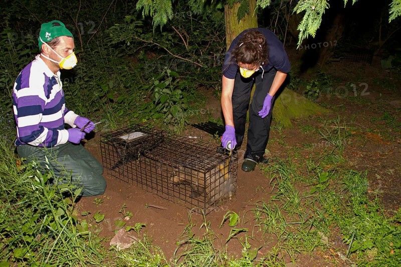 Eurasian Badger