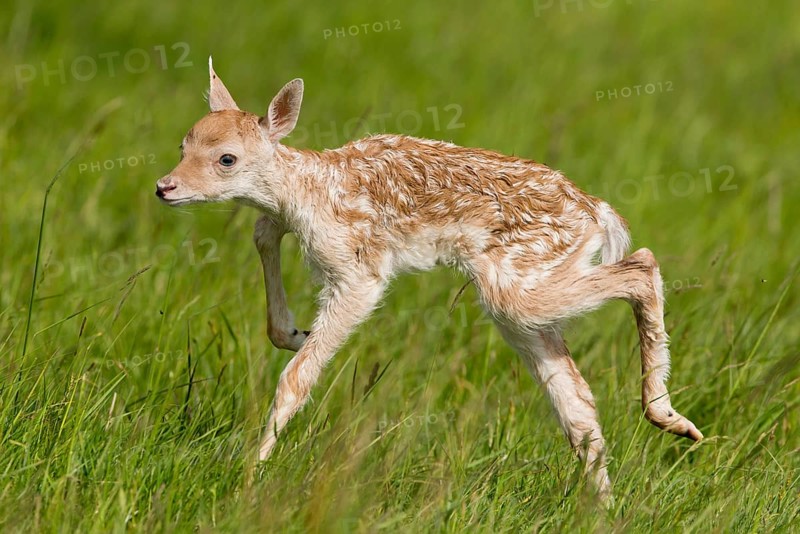 Fallow Deer
