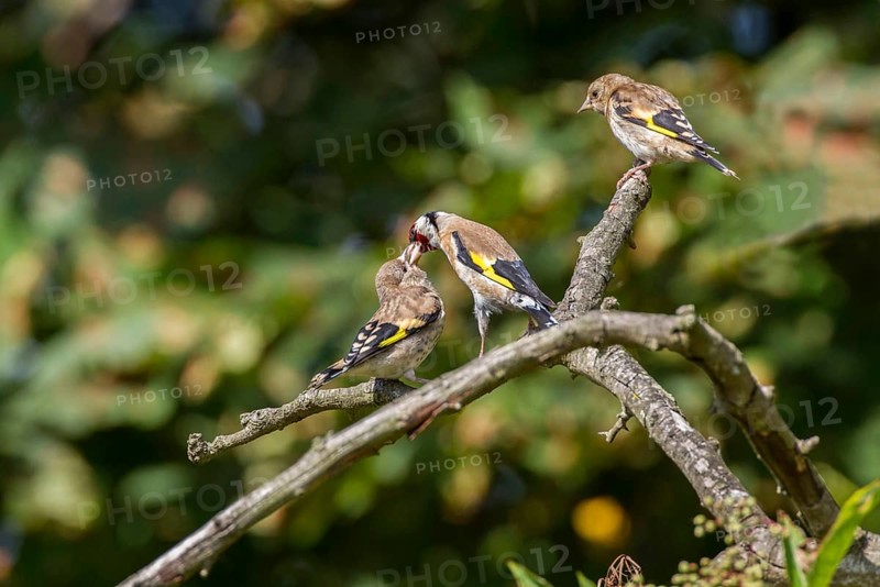Adult goldfinch regurgitating food to fledglings