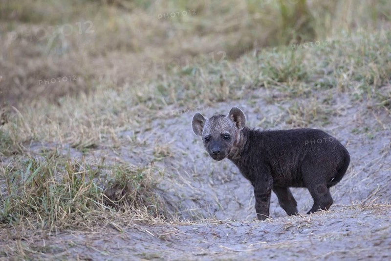 Spotted hyenas
