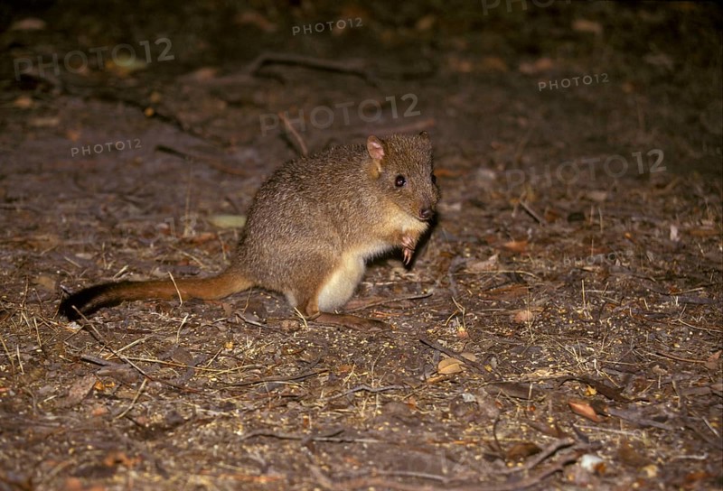 Brush-tailed Rat Kangaroo