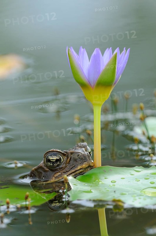 Cane toad
