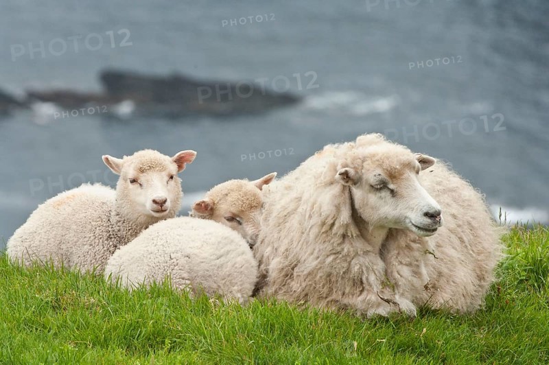 Local sheep