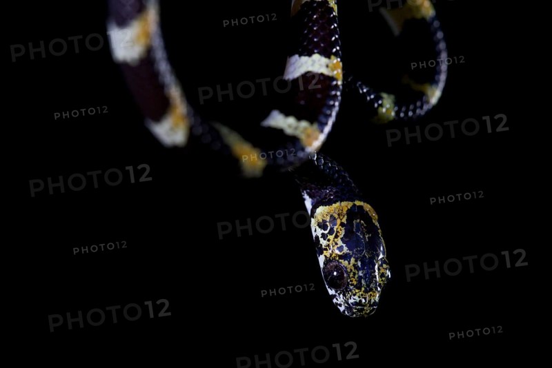 Slender snail sucker