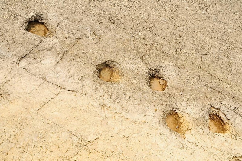 Fossilised dinosaur footprints in rock