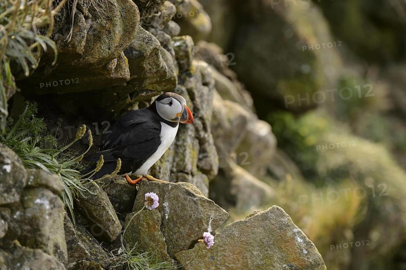 Puffin