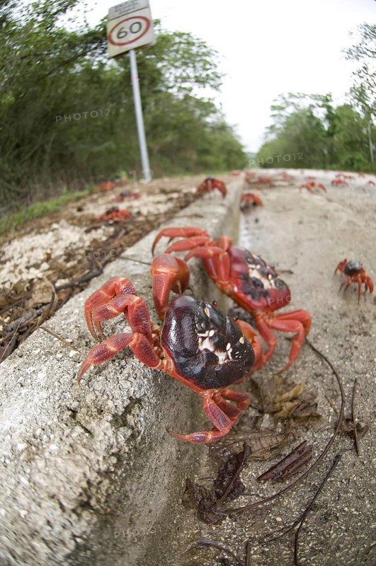 Christmas island red crab