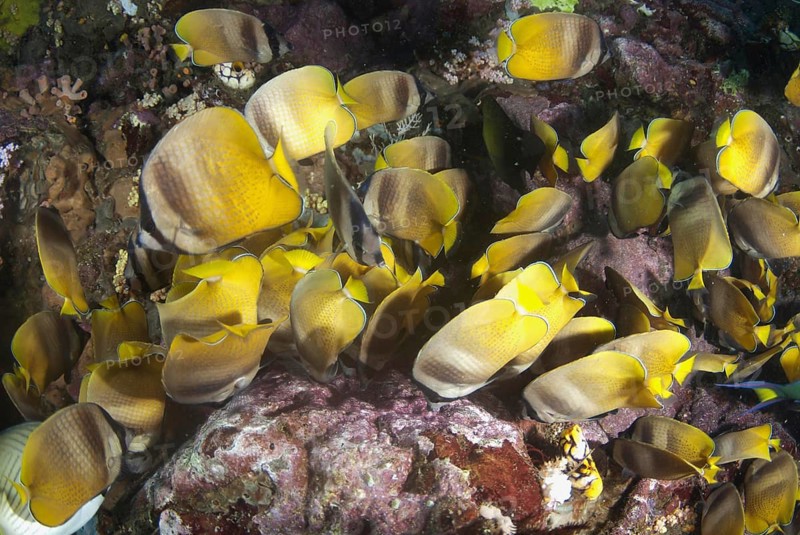 Klein's Butterflyfish