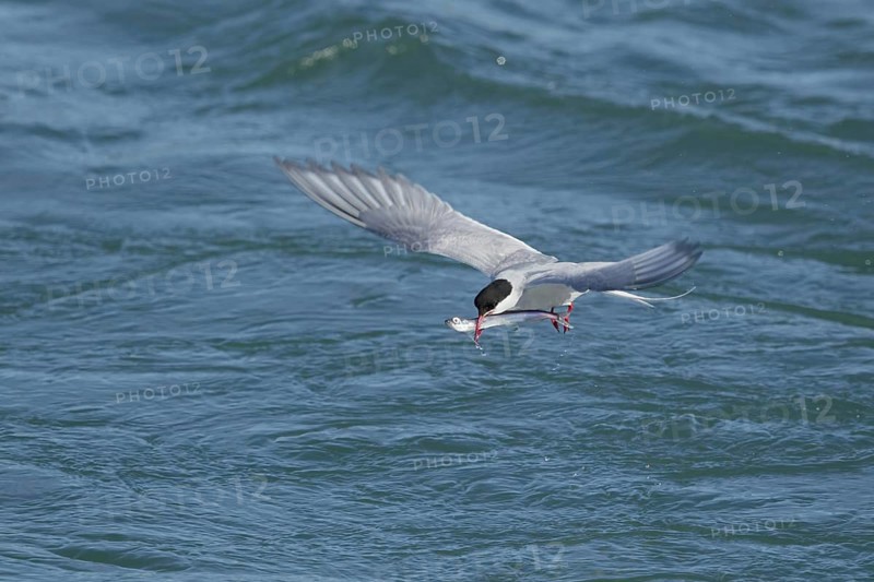 Arctic Tern