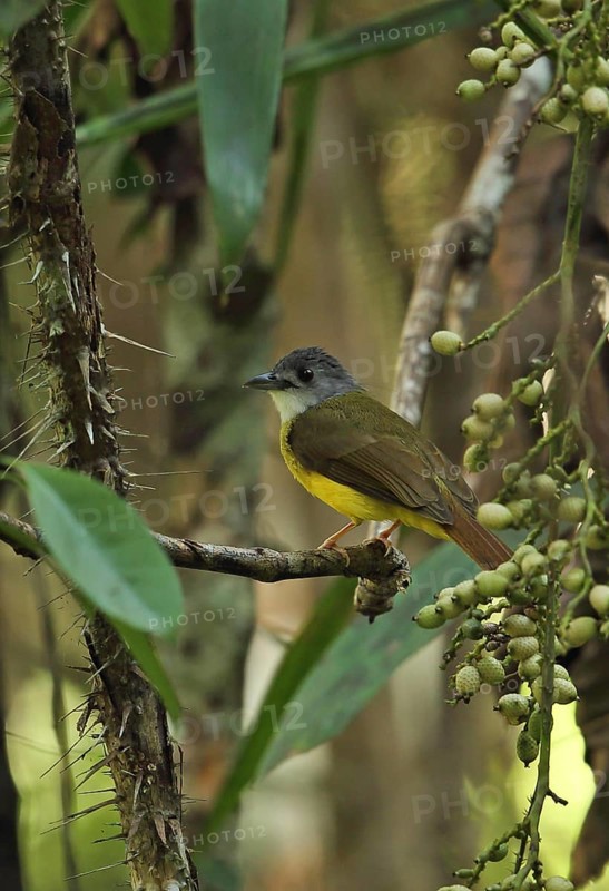 Yellow-bellied Bulbul