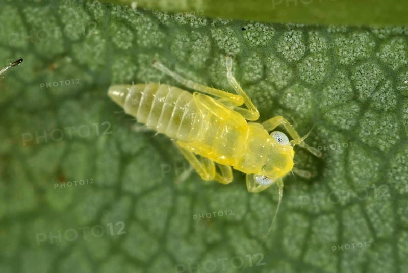 Sycamore leafhopper