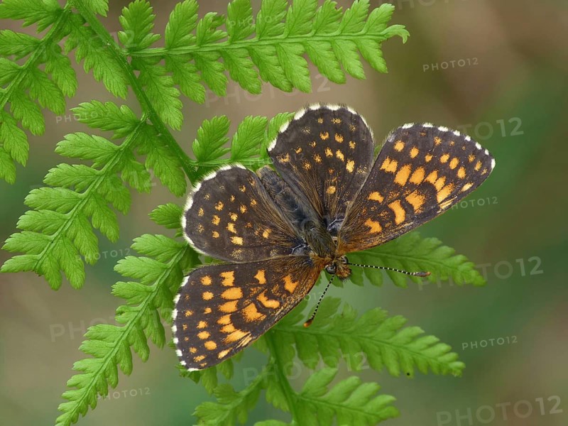 False heath fritillary