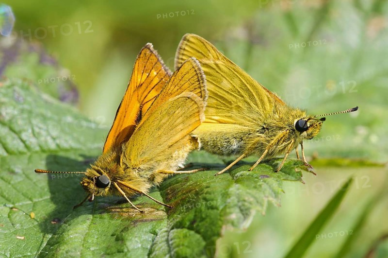 Large Skipper