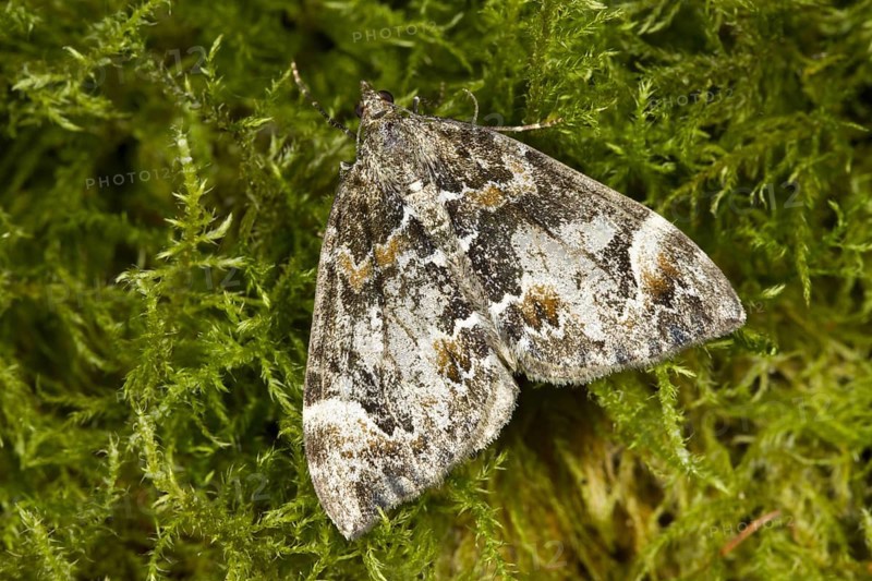 Common Marbled Carpet
