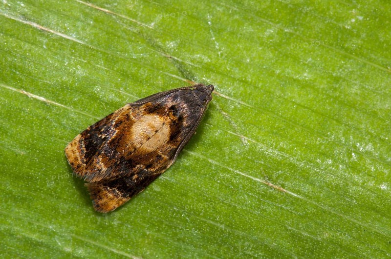 Red-barred Tortrix