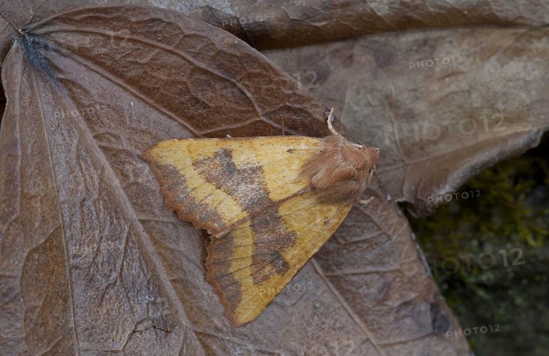 Centre-barred Sallow