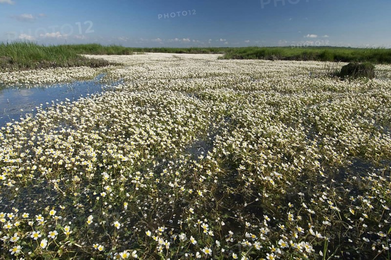 Common common water-crowfoot