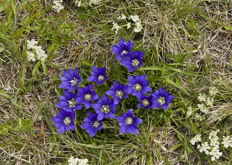 Pyrenean gentian
