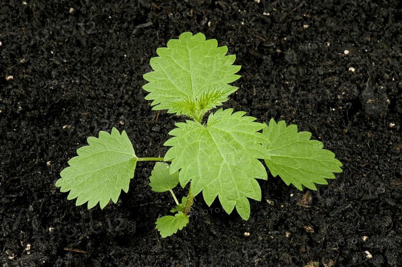 Planting material Stinging nettle
