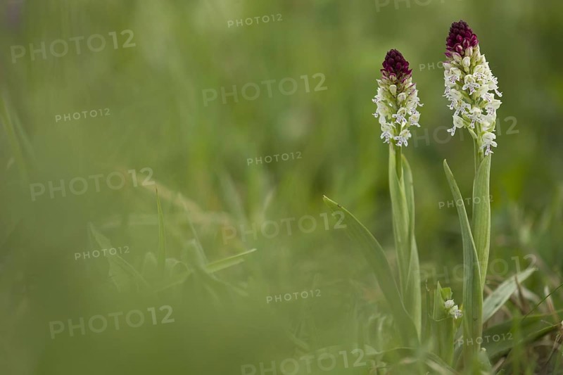 Burnt Orchid