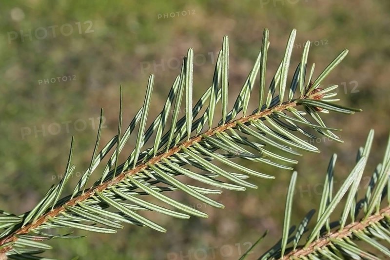 Nordmann Fir