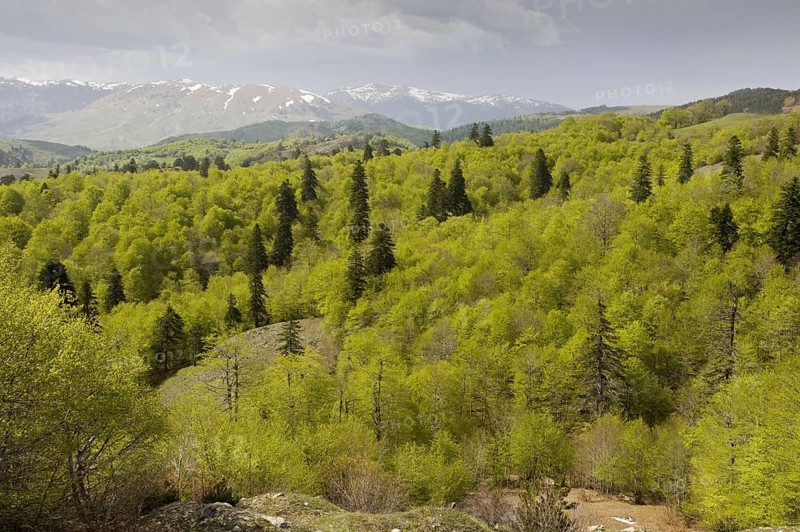 View over greek fir