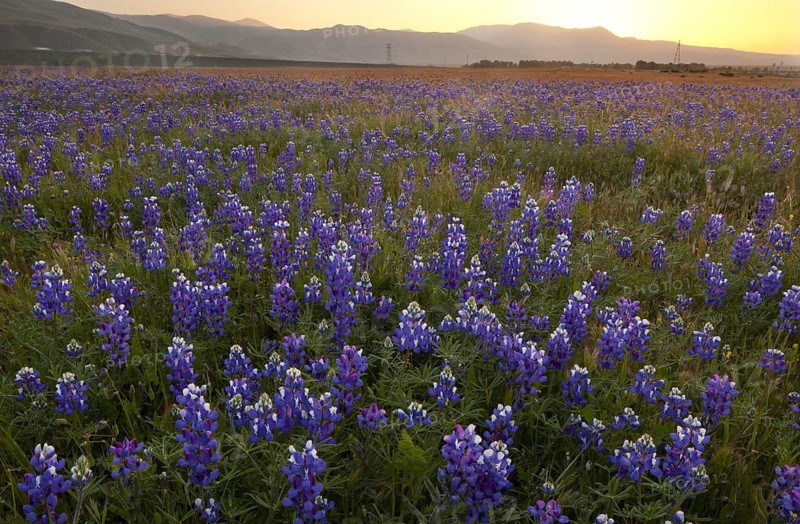 Mass of blue lupins flowering at the foot of the Tehatchapi Mountains
