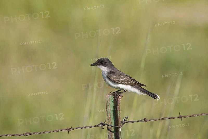 Eastern Kingbird