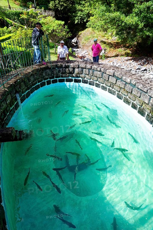 Trout farm