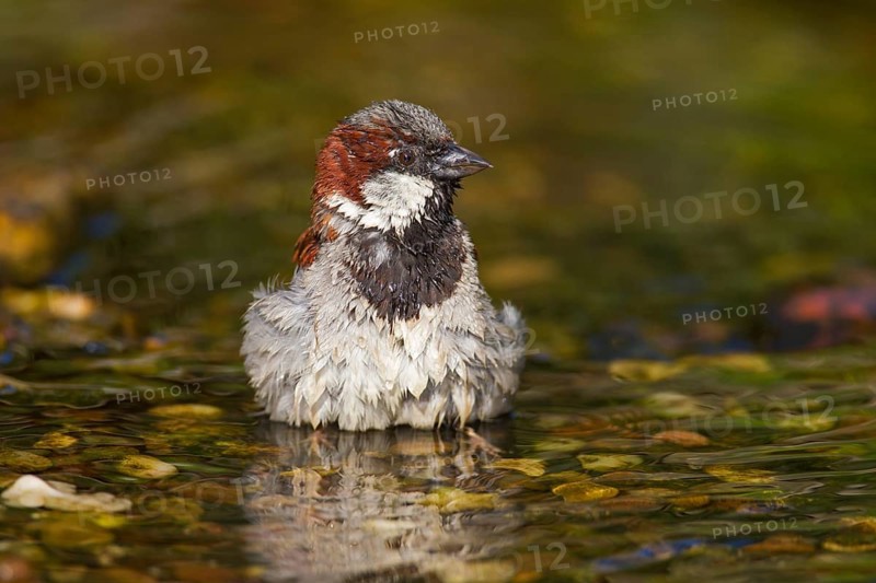 House sparrow