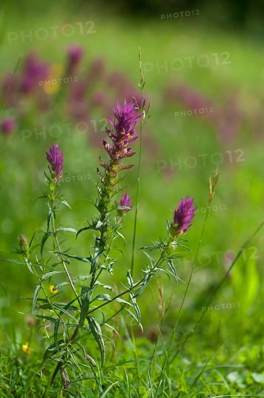 (Melampyrum arvense)