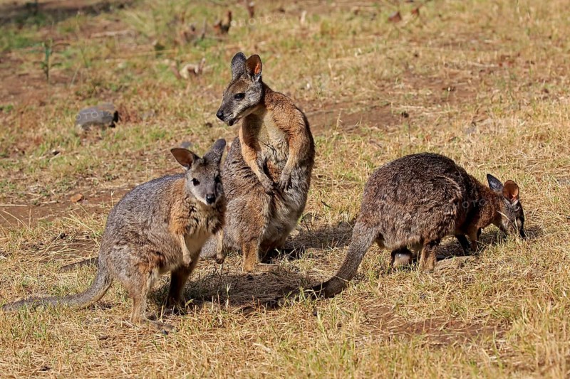 Tammar Wallaby
