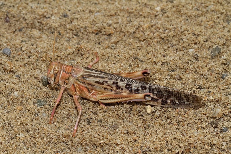 African Migratory Bush Cricket