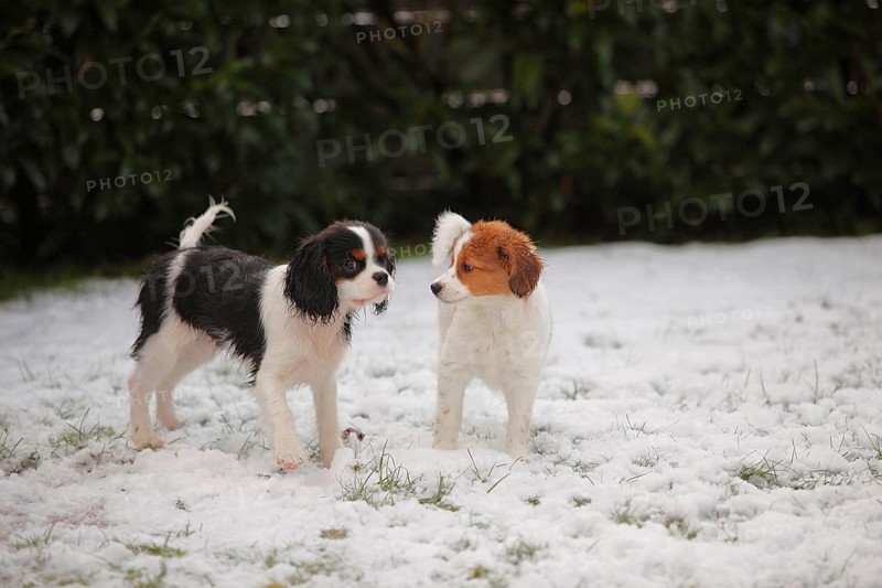 Cavalier King Charles Spaniel