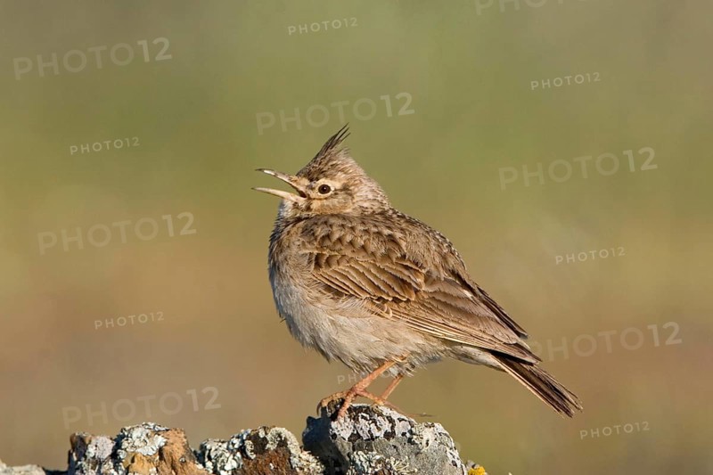 Crested lark