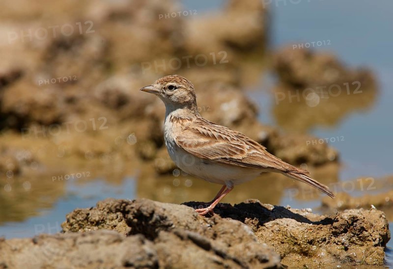 Greater Short-toed Lark
