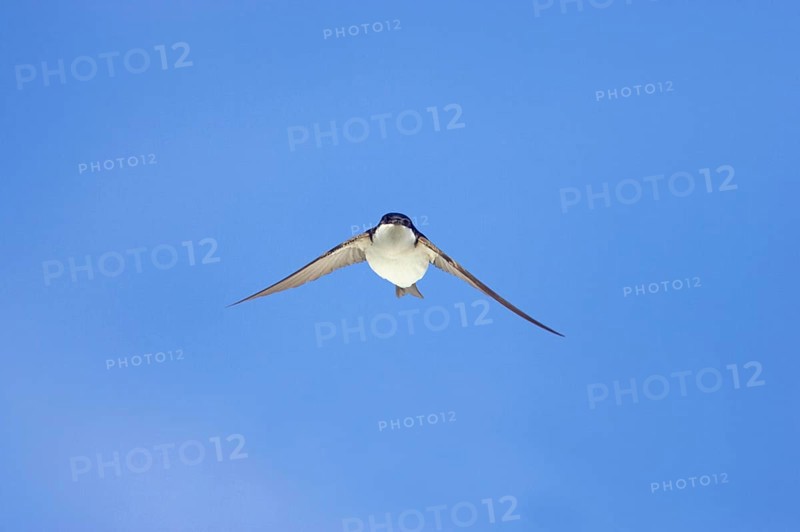 Common house martins
