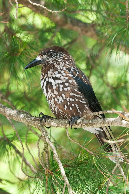 Spotted Nutcracker