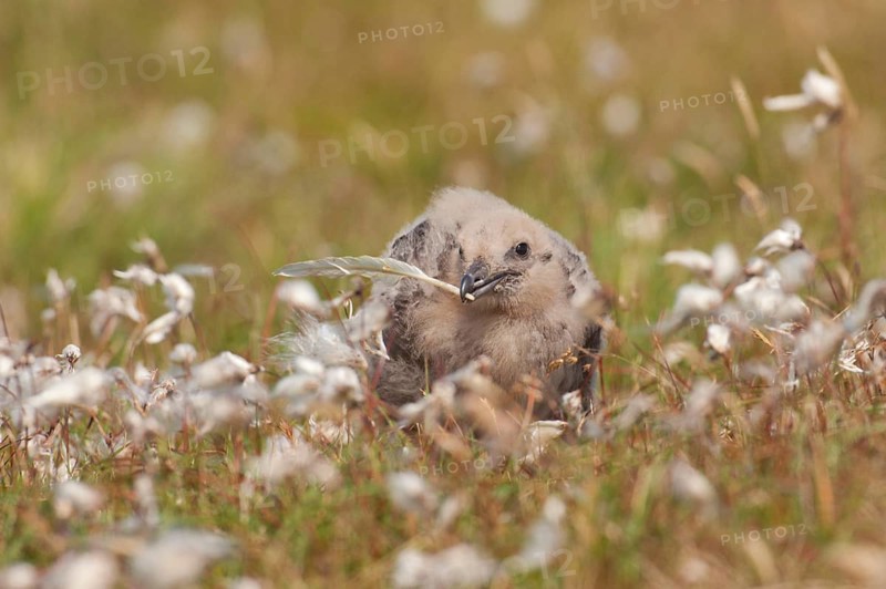 Great Skua
